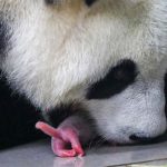 Gấu trúc sinh đôi “cực kỳ hiếm gặp” tại vườn thú Bỉ