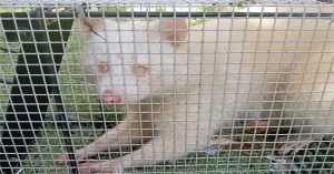Bắt được gấu mèo bạch tạng cực kỳ quí hiếm