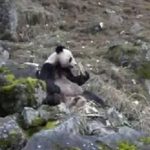 Hành vi ăn thịt bất thường của gấu trúc Trung Quốc