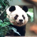 Gấu trúc đực già nhất thế giới được an tử ở Hong Kong