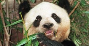 Gấu trúc già nhất thế giới qua đời ở tuổi 38