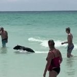Lý giải về sự xuất hiện bất thường của gấu đen ở bãi biển Florida