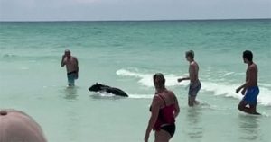 Lý giải về sự xuất hiện bất thường của gấu đen ở bãi biển Florida