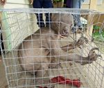 Giải mã sinh vật “ngoài hành tinh” bị dân Malaysia đuổi đánh