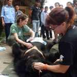 Gấu ngựa yếm trắng đối mặt với đói
