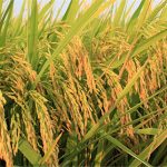 Tại sao lúa lai lại phải gây giống hằng năm?