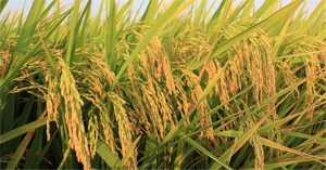 Tại sao lúa lai lại phải gây giống hằng năm?