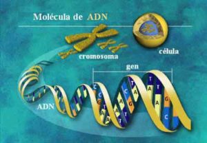 Phương pháp thử nghiệm ADN mới của Canada