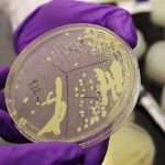 Thử nghiệm thành công cấy ghép gene người trên nấm men