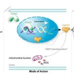 Các nhà khoa học Trung Quốc phát hiện gene mới điều chỉnh tuổi thọ