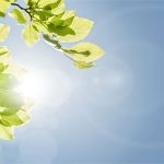 Có lẽ bạn sẽ phải phát ghen khi biết cây cối có hẳn loại gene để chống nóng