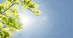 Có lẽ bạn sẽ phải phát ghen khi biết cây cối có hẳn loại gene để chống nóng