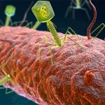 Những virus có bộ gene “ngoài hành tinh” sẽ khiến sách giáo khoa sinh học phải được viết lại