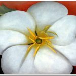 Tại sao hoa lại đẹp?