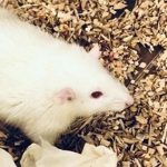 Ghép thành công gan người cỡ nhỏ cho chuột