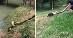 Thót tim màn giải cứu chó bị trăn khổng lồ siết chặt