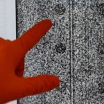 Phát hiện virus bí ẩn tái tổ hợp từ SARS-CoV-2