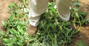 Kỳ lạ nông dân Trung Quốc cứ trồng lạc là giẫm chân lên cây, chuyên gia: Mẹo hay nên làm!