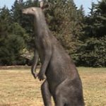 Trích xuất ADN của 2 loài kangaroo cổ xưa