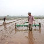 Hoàn thiện quy trình gieo thẳng lúa theo hàng