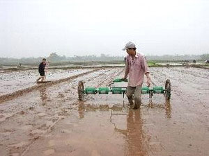 Hoàn thiện quy trình gieo thẳng lúa theo hàng