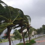 Vì sao cây không đổ trước gió bão?