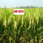 Nhà khoa học Việt tạo giống lúa chống stress