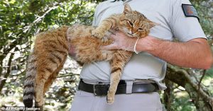 Các nhà khoa học vừa tìm ra loài mèo mới ở Địa Trung Hải với cái tên cực lạ