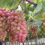 Lai tạo thành công giống nho mới ít hạt