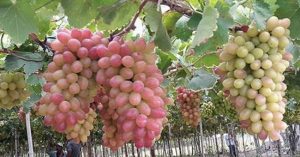 Lai tạo thành công giống nho mới ít hạt