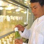 200 giống cây trồng nhân tạo ‘made in Vietnam’