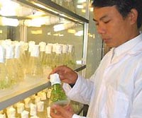 200 giống cây trồng nhân tạo ‘made in Vietnam’