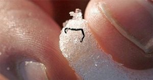 Giun băng – Sinh vật bí ẩn nhất trên thế giới