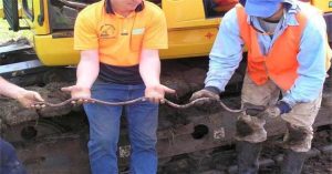 Kích thước khủng của loài giun đất lớn nhất thế giới