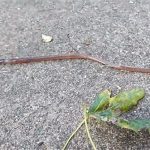 “Sâu điên” Nhật Bản đang đe dọa các hệ sinh thái rừng ở Mỹ