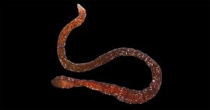 Phát hiện loài giun ruy băng đầu tiên ở Caribean