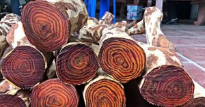 Loại gỗ được mệnh danh là “vàng lộ thiên”: Hoàng tộc Trung Quốc tin dùng, đại gia đem bao tải tiền đi mua!