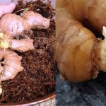 Những chất độc từ thức ăn thực vật