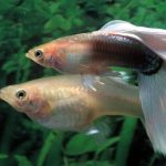 Độ dài của ruột quyết định trí thông minh?