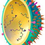 Virus H5N1 ở Việt Nam đã giảm độc lực