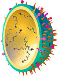 Virus H5N1 ở Việt Nam đã giảm độc lực