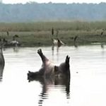 Hơn 100 hà mã chết trên sông nghi do bệnh than ở Namibia