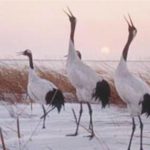 Hạc mũ đỏ Grus Japonensis