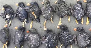 Sự thật đau lòng đằng sau hàng trăm con hải âu biểu tượng của Bắc Cực chết dạt bờ
