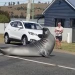 Hải cẩu khổng lồ nặng gần 600kg gây náo loạn thị trấn ở Australia