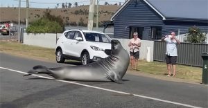 Hải cẩu khổng lồ nặng gần 600kg gây náo loạn thị trấn ở Australia