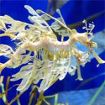 Cận cảnh loài “rồng” quý hiếm dưới đáy biển