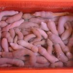 Trung Quốc biến đổi thành công gene hải sâm trắng