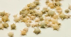 Kỳ lạ bãi biển có những hạt cát hình ngôi sao