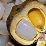 Khám phá tác dụng tuyệt vời của hạt đác với sức khỏe